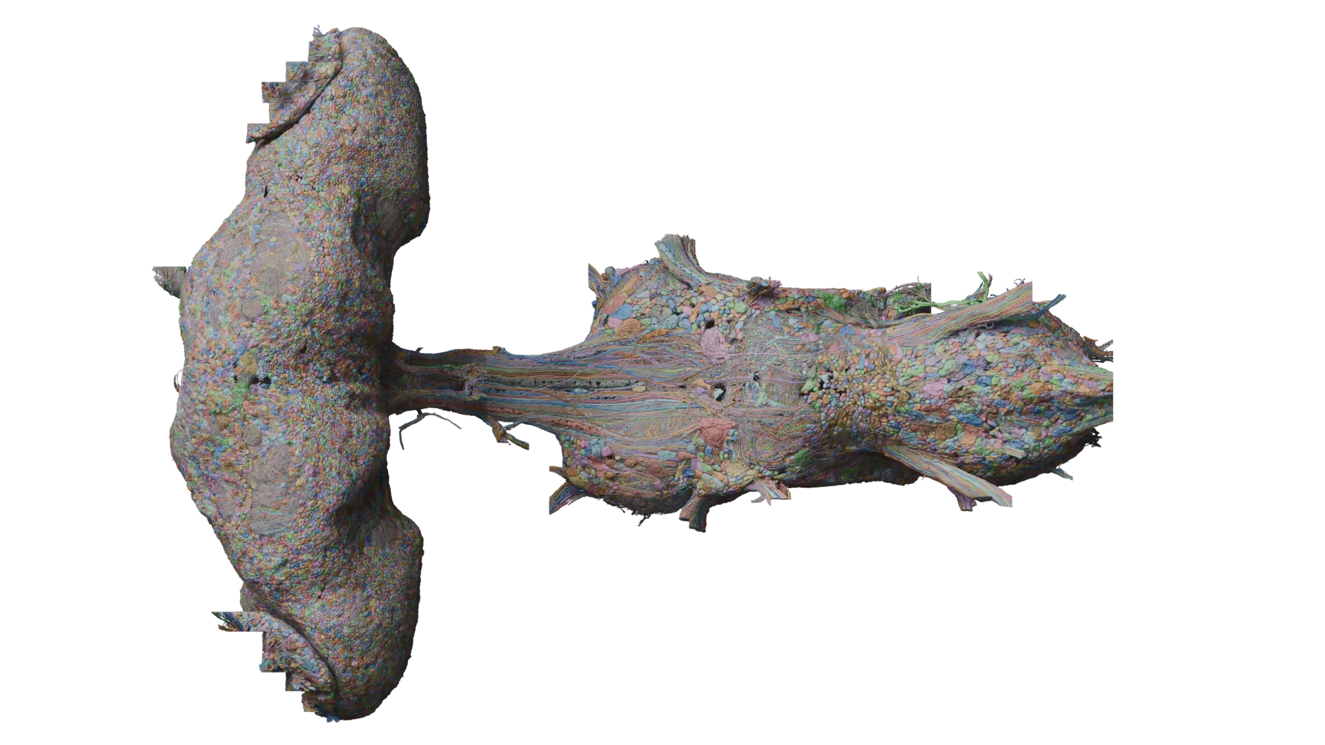 Representación dorsal oficial de todas las neuronas del cerebro y cordón nervioso ventral MaleCNS
